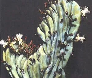Myrtillocactus_geometrizans_cristata