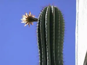 Trichocereus_pasacana