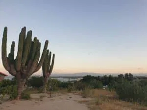 cactus cardon_Pachycereus pringlei