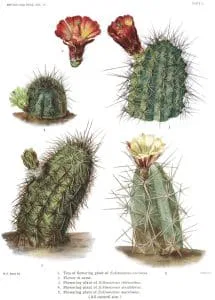 cactus cierge morphologie