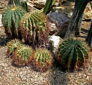 cactus cylindrique_Ferocactus_glaucescens_Prg1
