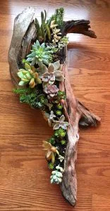 centre table succulentes