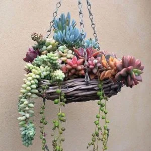 composition cactus suspendu