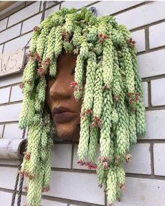succulente suspendue