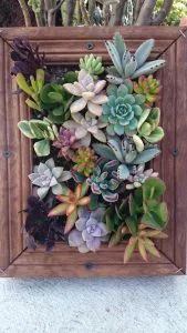 tableau végétal succulente