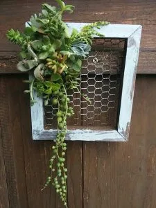 tableau végétal succulentes