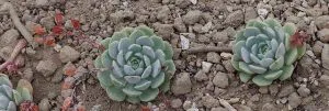 Echeveria_lilacina
