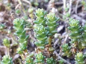 Sedum_acre