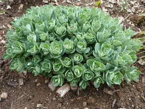 Sedum_exterieur