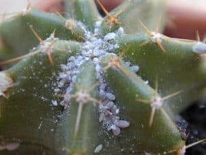 Maladie cactus : Reconnatre et traiter les problmes