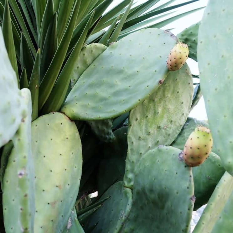 calathea burle-marxii pflege Tipps zur Pflege deiner Pflanze : Ctenanthe burle marxii – PflanzenFuerAlle
