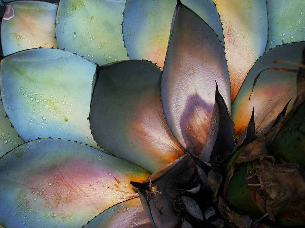 agave qui meurt