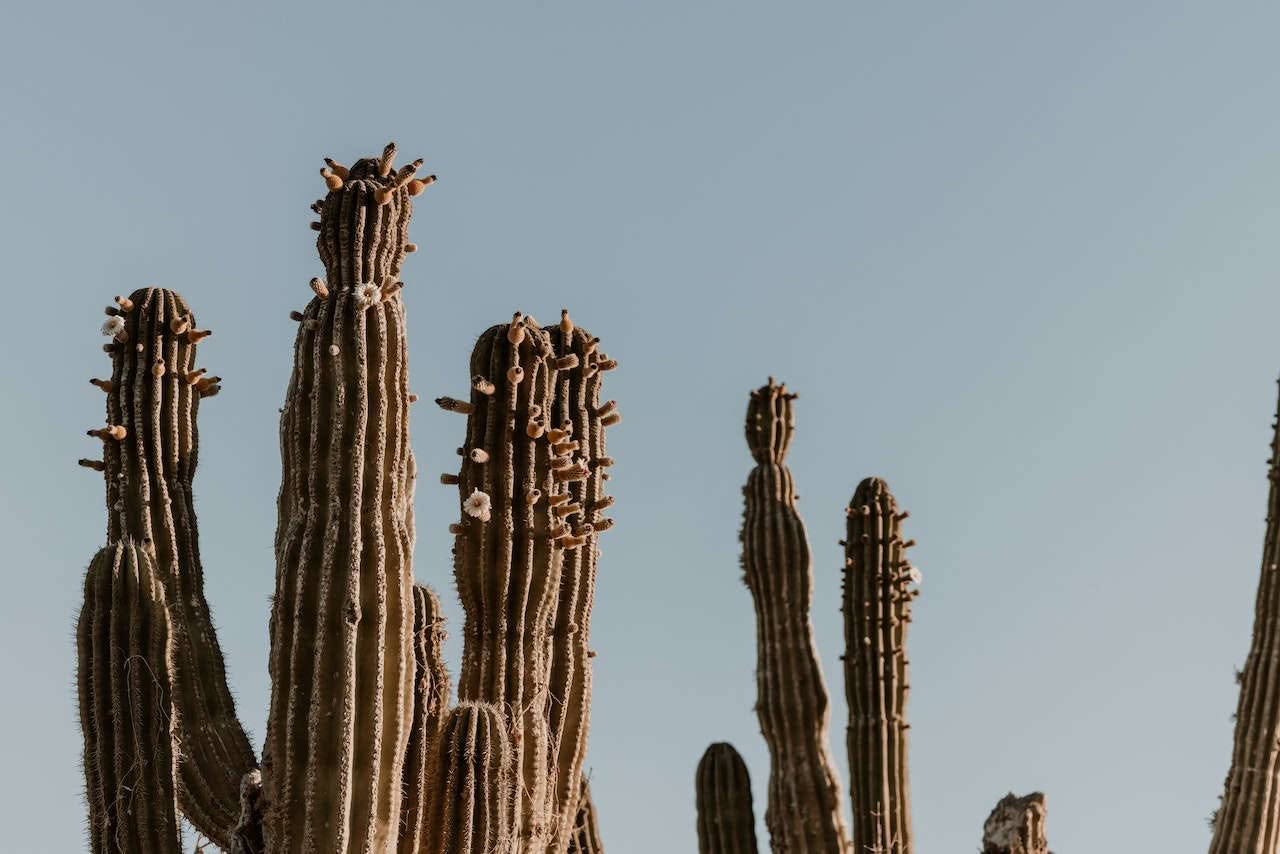 cactus mou