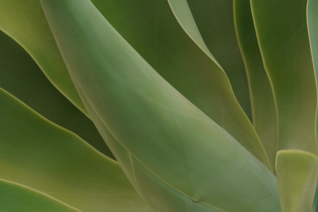 agave résistants au froid
