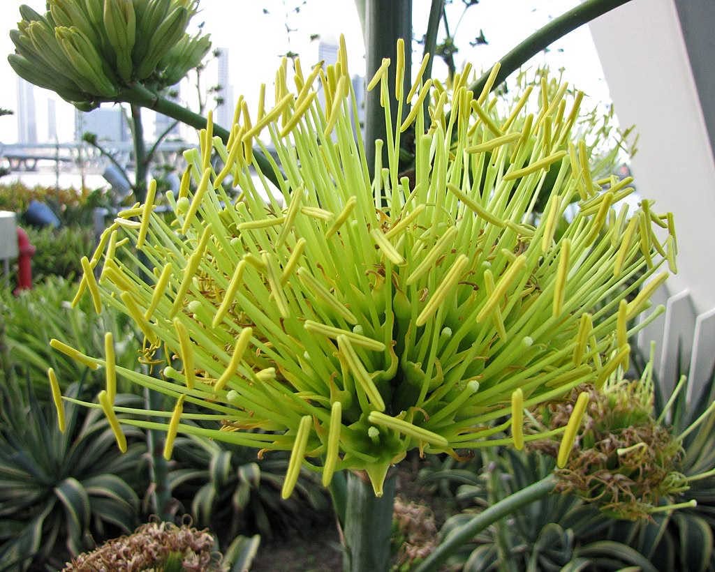 Agave_desmettiana