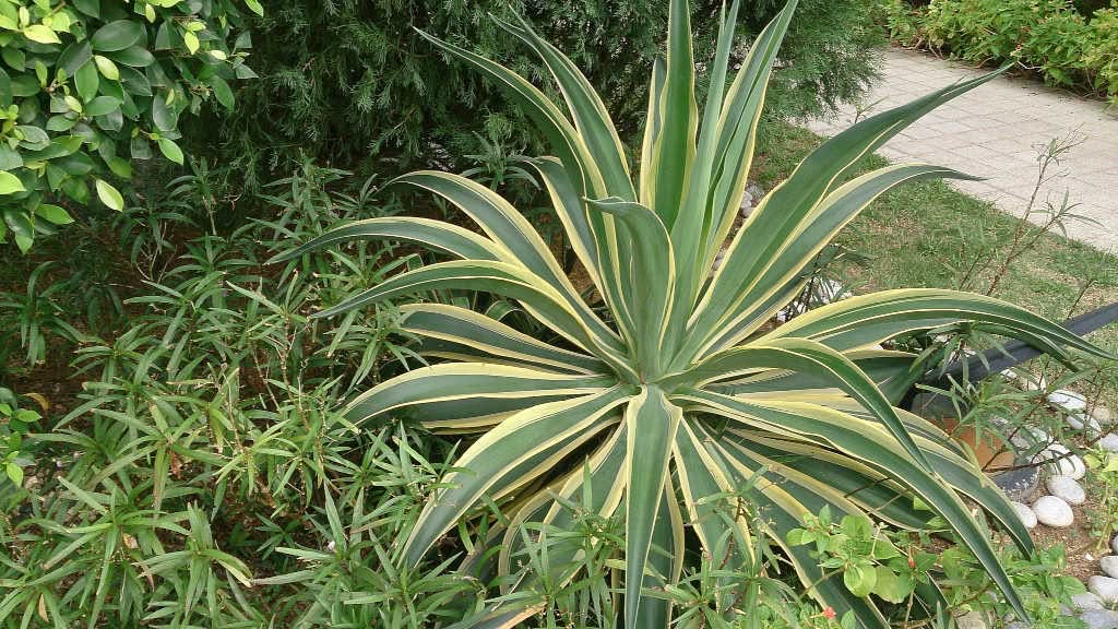 Agave_desmettiana