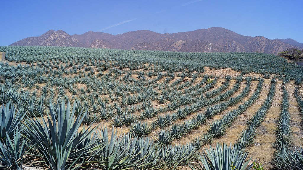 champs_Agave_bleu_tequilana
