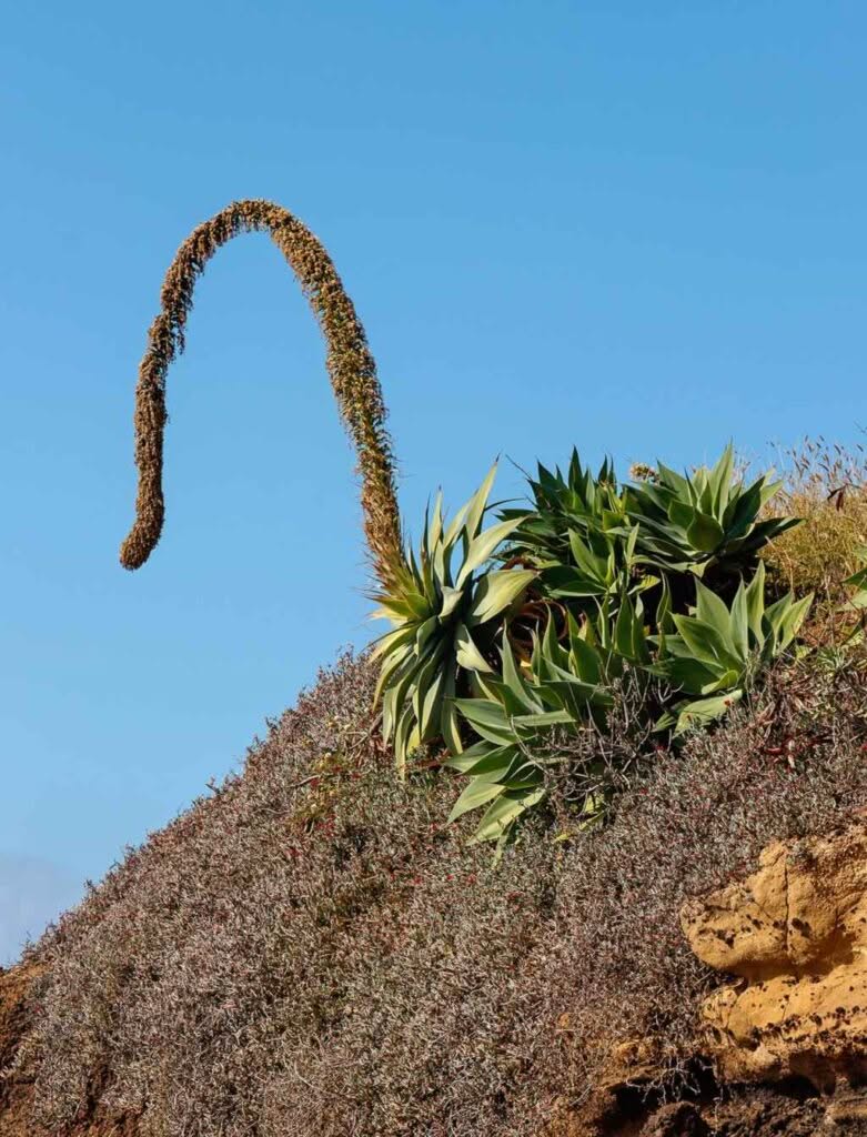 agave-attenuata_sol en pente