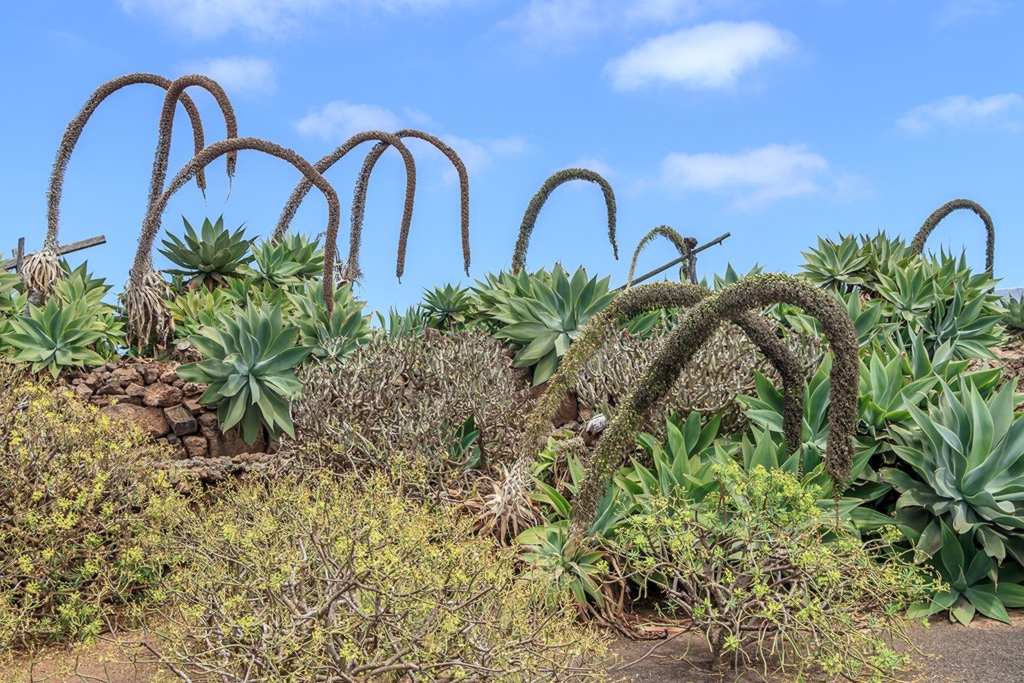 agave-attenuata_groupe