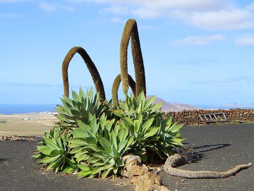 agave-attenuata