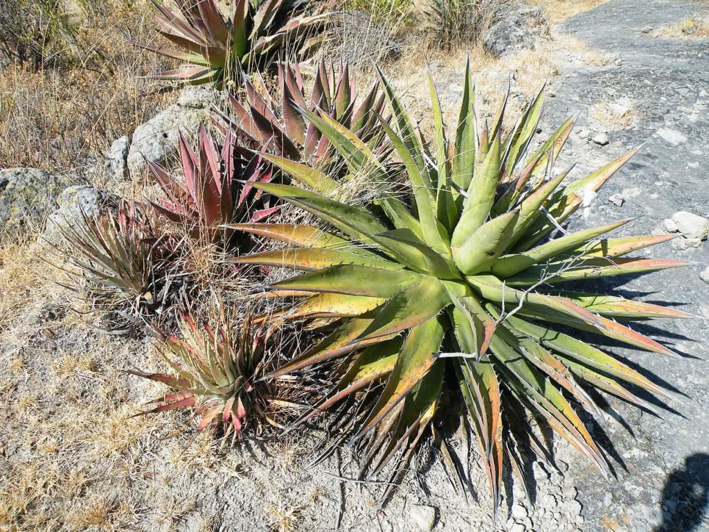Agave_kerchovei