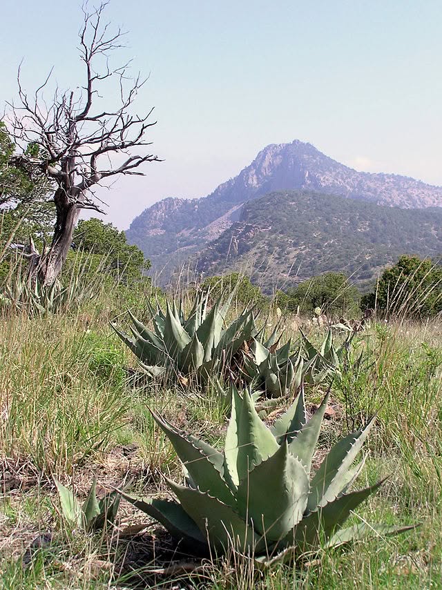 agave havardiana nature