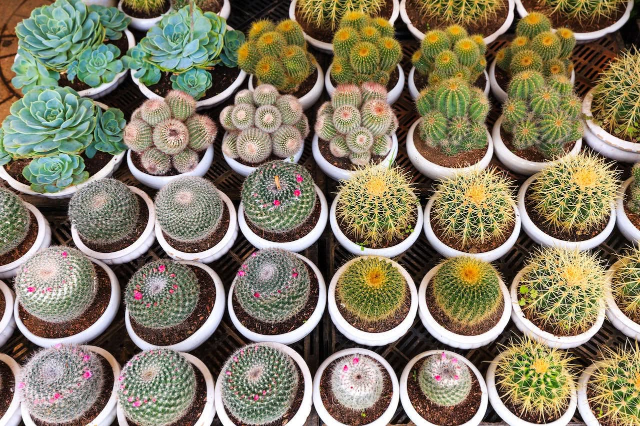 semis cactus