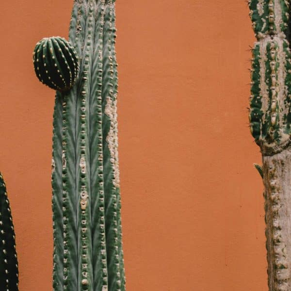 cactus maladie